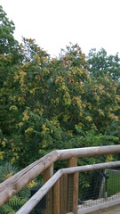 Ailanthus altissima