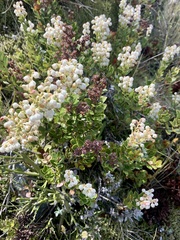 Gaultheria crassa