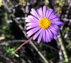 Olearia ciliata