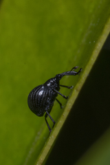 Apion convexipenne