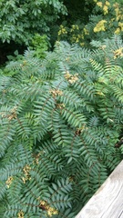 Ailanthus altissima