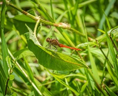 Rhodothemis lieftincki
