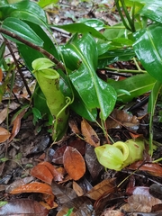 Nepenthes mirabilis