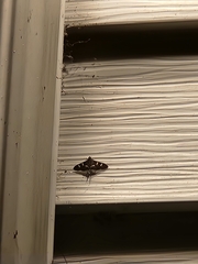 Desmia ploralis