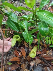 Nepenthes mirabilis