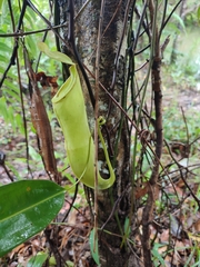 Nepenthes mirabilis