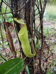 Nepenthes mirabilis