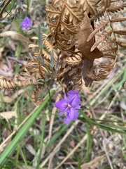 Thysanotus tuberosus