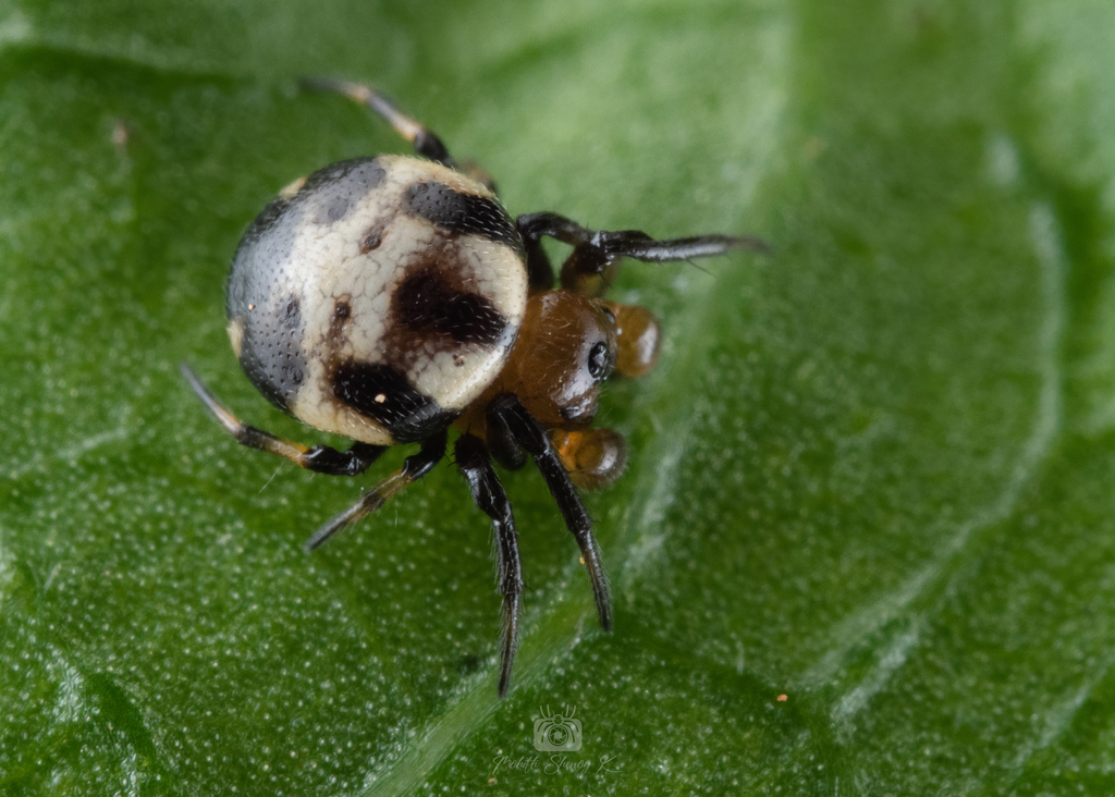 Anepsion maritatum