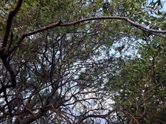 Aspidosperma quebracho-blanco