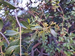 Aspidosperma quebracho-blanco