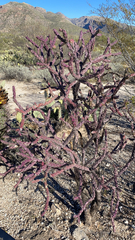 Cylindropuntia thurberi versicolor