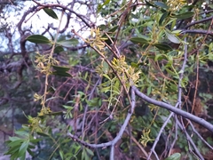 Aspidosperma quebracho-blanco