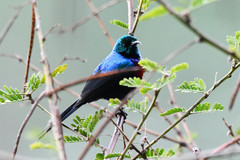 Cinnyris erythrocercus