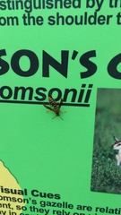 Polistes fuscatus
