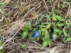 Commelina cyanea