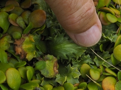 Eryngium vesiculosum