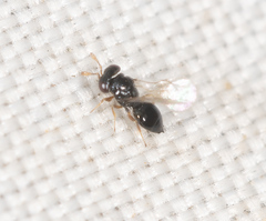 Scelionidae