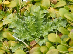 Eryngium vesiculosum