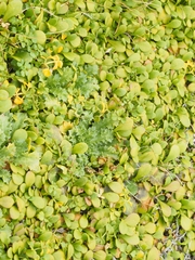 Eryngium vesiculosum