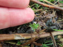 Sherardia arvensis