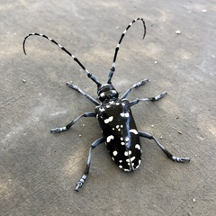 Anoplophora chinensis