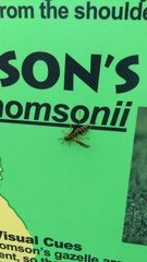 Polistes fuscatus