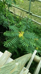 Ailanthus altissima