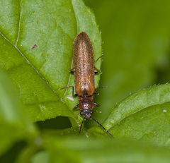 Denticollis linearis