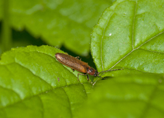 Denticollis linearis