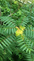 Ailanthus altissima