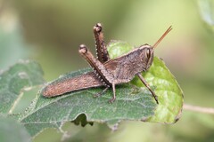 Schistocerca impleta