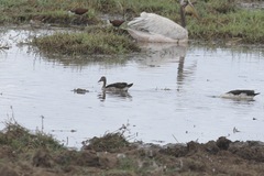 Sarkidiornis melanotos