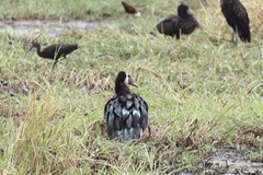 Plectropterus gambensis