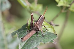 Schistocerca impleta