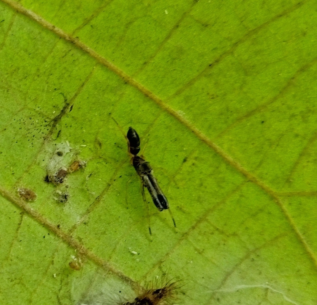 Myrmarachne macrognatha