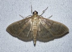 Patania silicalis