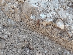 Tetramorium tortuosum