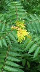 Ailanthus altissima