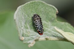 Acmaeodera haemorrhoa