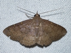 Antiblemma perva
