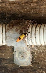 Chauliognathus imperialis