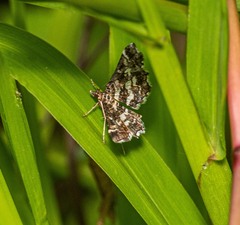 Diasemiopsis
