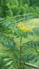 Ailanthus altissima