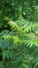 Ailanthus altissima