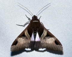 Melipotis fasciolaris