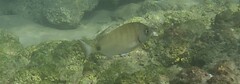 Diplodus