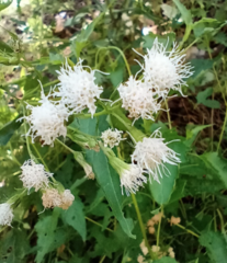Ageratina glechonophylla