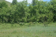Paeonia lactiflora