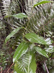 Smilax lanceifolia